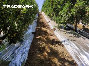 Enhance Your Orchard’s Yield with Premium Reflective Films