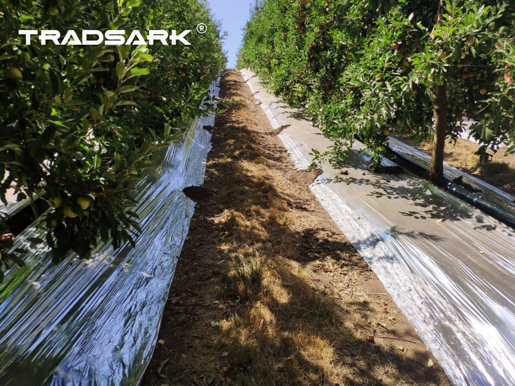 Premium Orchard Reflective Films For Apple And Grape Yields High Premium Orchard Reflective Films For Apple And Grape Yields High