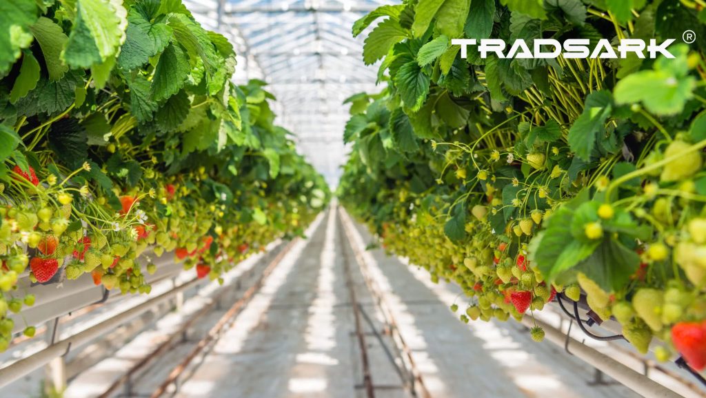 Premium Agricultural Films for Effective Weed Control and Crop Protection - Tradsark