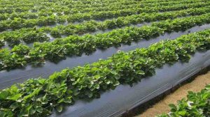 Tradsark black plastic mulch film rolls, UV stabilized polyethylene agricultural mulch for commercial row crop farming