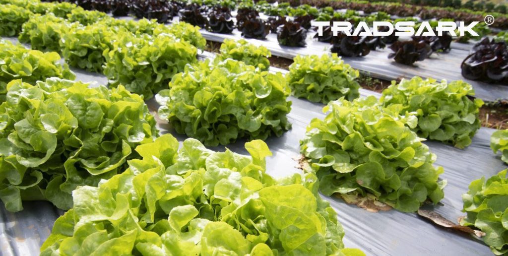 Sustainable Agricultural Films for Improved Crop Yield