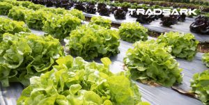 Sustainable Agricultural Films for Improved Crop Yield