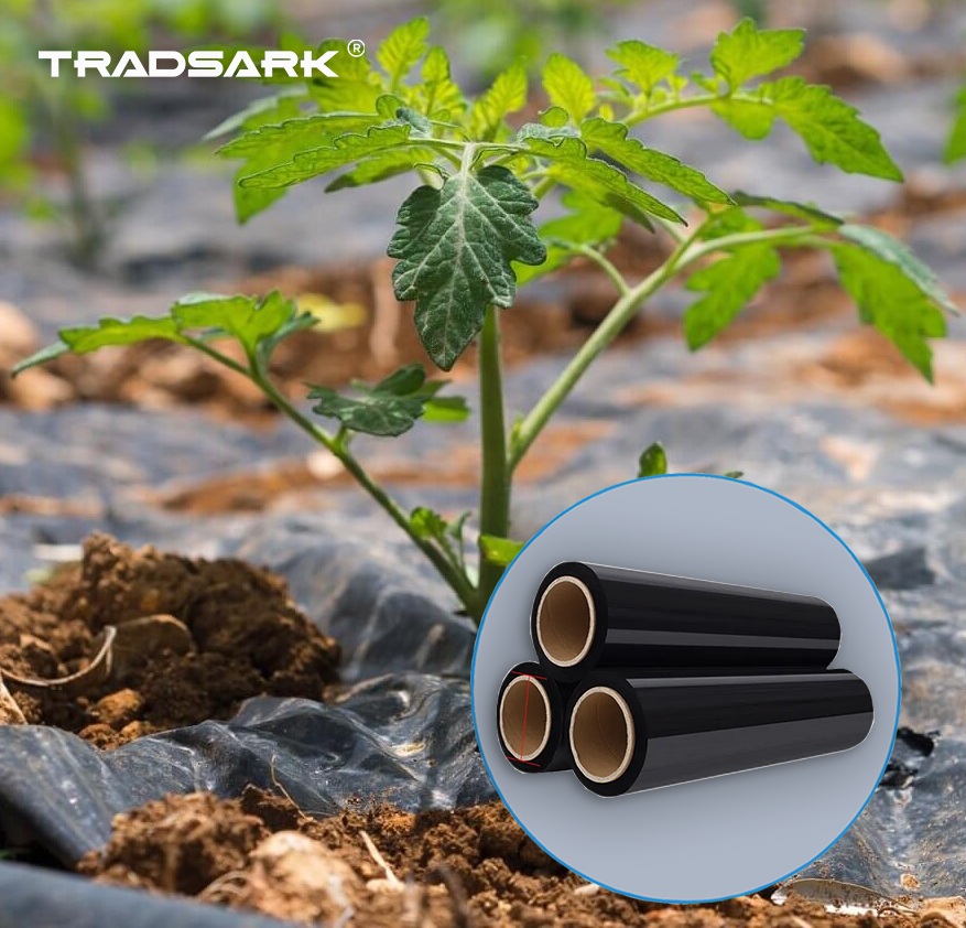Agricultural Polyethylene Plastic Mulch Film Roll for Vegetable and Fruit Farming
