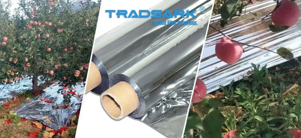 TRADSARK Agricultural Reflective Mylar Film installed in apple orchard rows, reflecting sunlight to improve fruit color and photosynthesis.