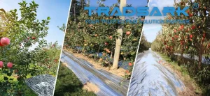 Tradsark reflective agricultural film installed in an apple orchard to improve light distribution and fruit color