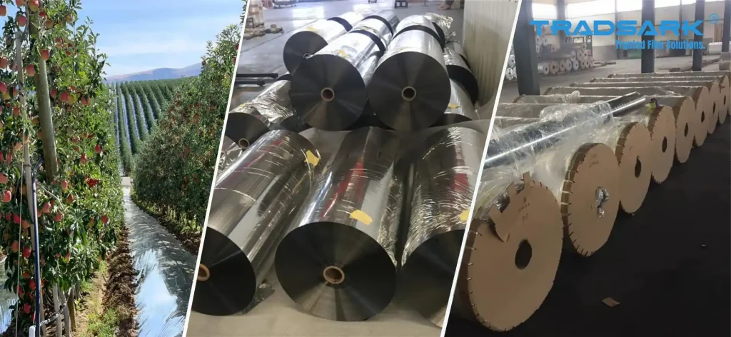 Tradsark aluminized fruit tree reflective film laid in an orchard to improve light distribution and fruit color before harvest