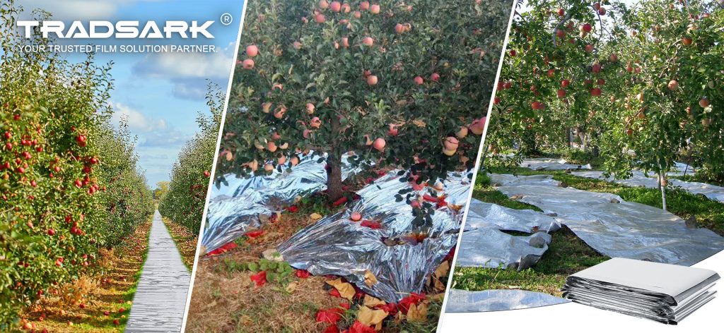 Tradsark silver PE metallized reflective mulch film laid in fruit orchard under fruit trees, universal agricultural ground film for apple, grape and various fruits to reflect sunlight for even fruit coloring