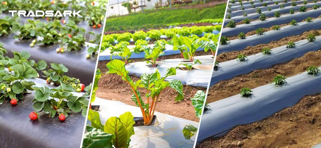 Agricultural mulch film rolls, black plastic mulch for farm crop planting