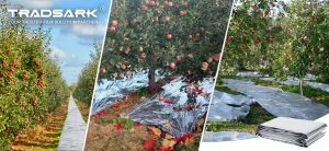 Custom PE reflective film laid in commercial orchard for fruit coloring, ground mulch film from manufacturer